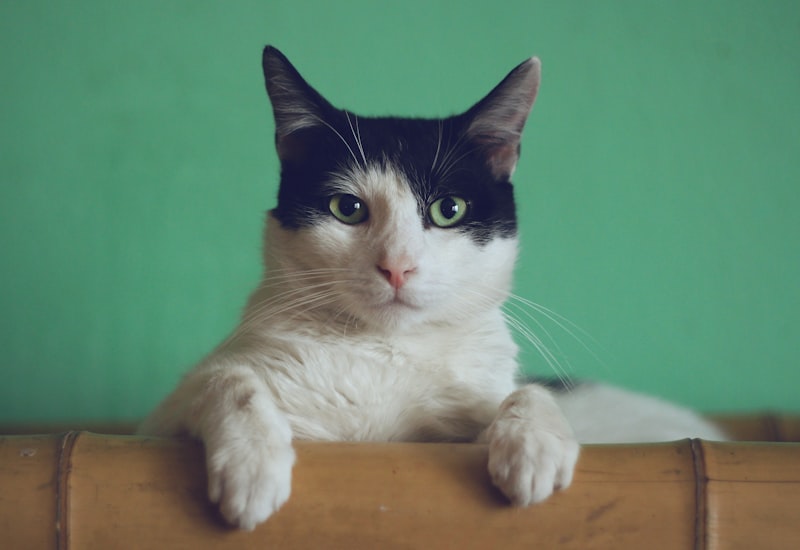 Cat posing for the camera